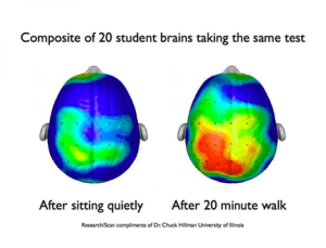 Picture showing a composite of 20 student brains after taking taking the same test after sitting quietly and after a 20 minute walk